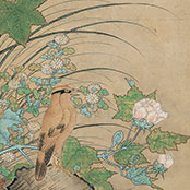 Shikibu Terutada