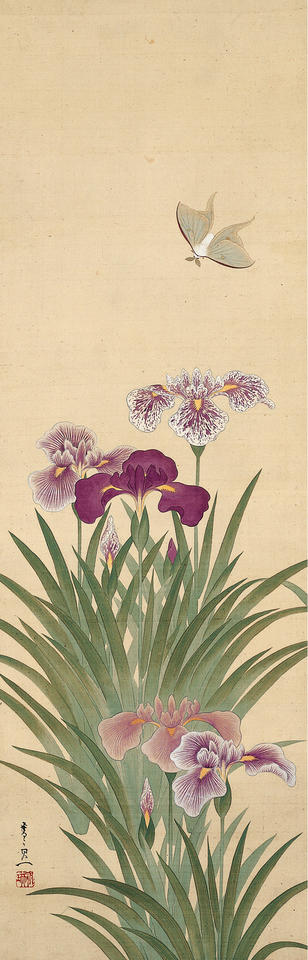 Irises and Moth